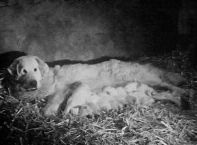 At the same moment the puppy Belle is born