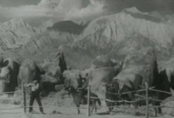 The rustlers are attempting to steal an entire herd of cattle