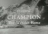 Champion the Wonder Horse
