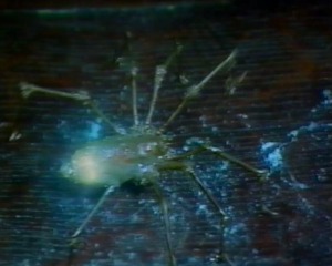 Gwyn tells Arianwen that he does not want the magic