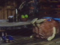 Posie slips on the skate