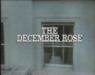 The December Rose