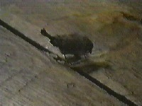 The little bird is pulling at something