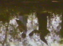 Did she really see the witch