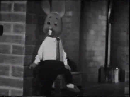 Cool sophisticated bunny