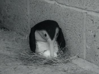 Mrs. Pingwing and her new Pingwing egg