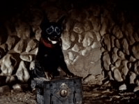 Dog in the first room