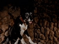 The third room's dog