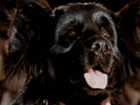 The second room's dog